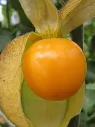 tinywow_uchuvas_78354544 (1) uchuva fresca